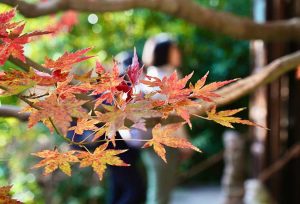 Japanese Maple