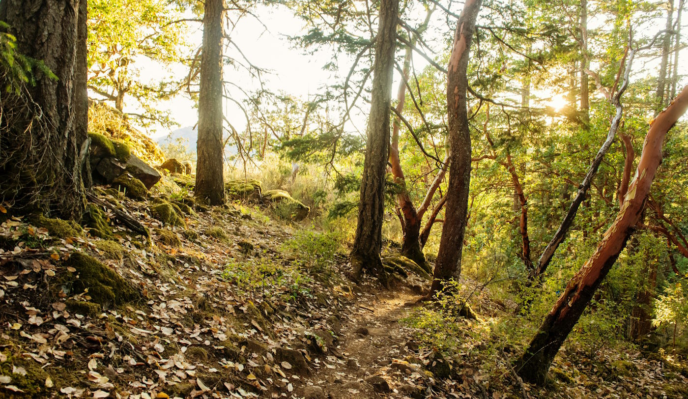 forest trail in Saanich