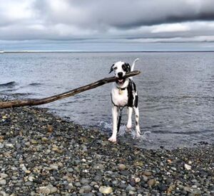 Dog on beach