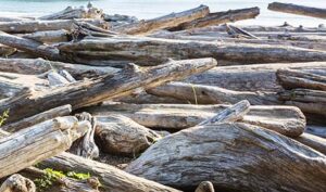 Driftwood