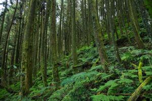 Forest Trees