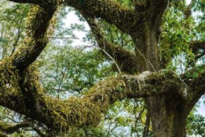 Moss covered trees