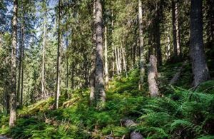 Forest