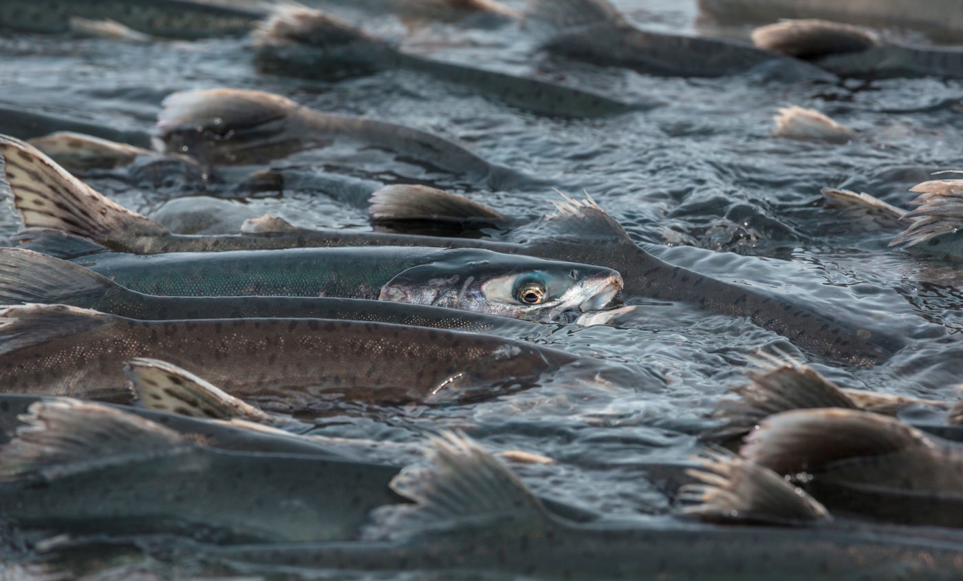 wild salmon spawning