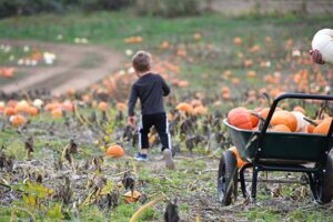 Pumpkin Patch