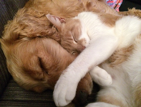 Cute cat and dog sleeping together