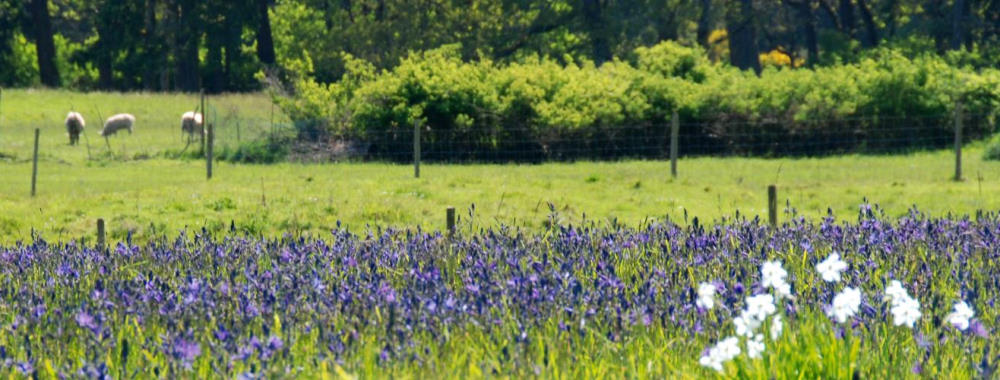 flower field in Metchosin