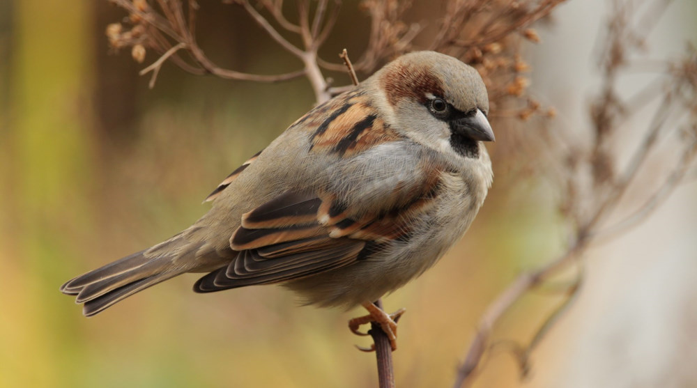 bird on a branch