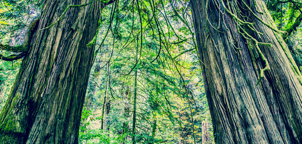 forested area in the Highlands