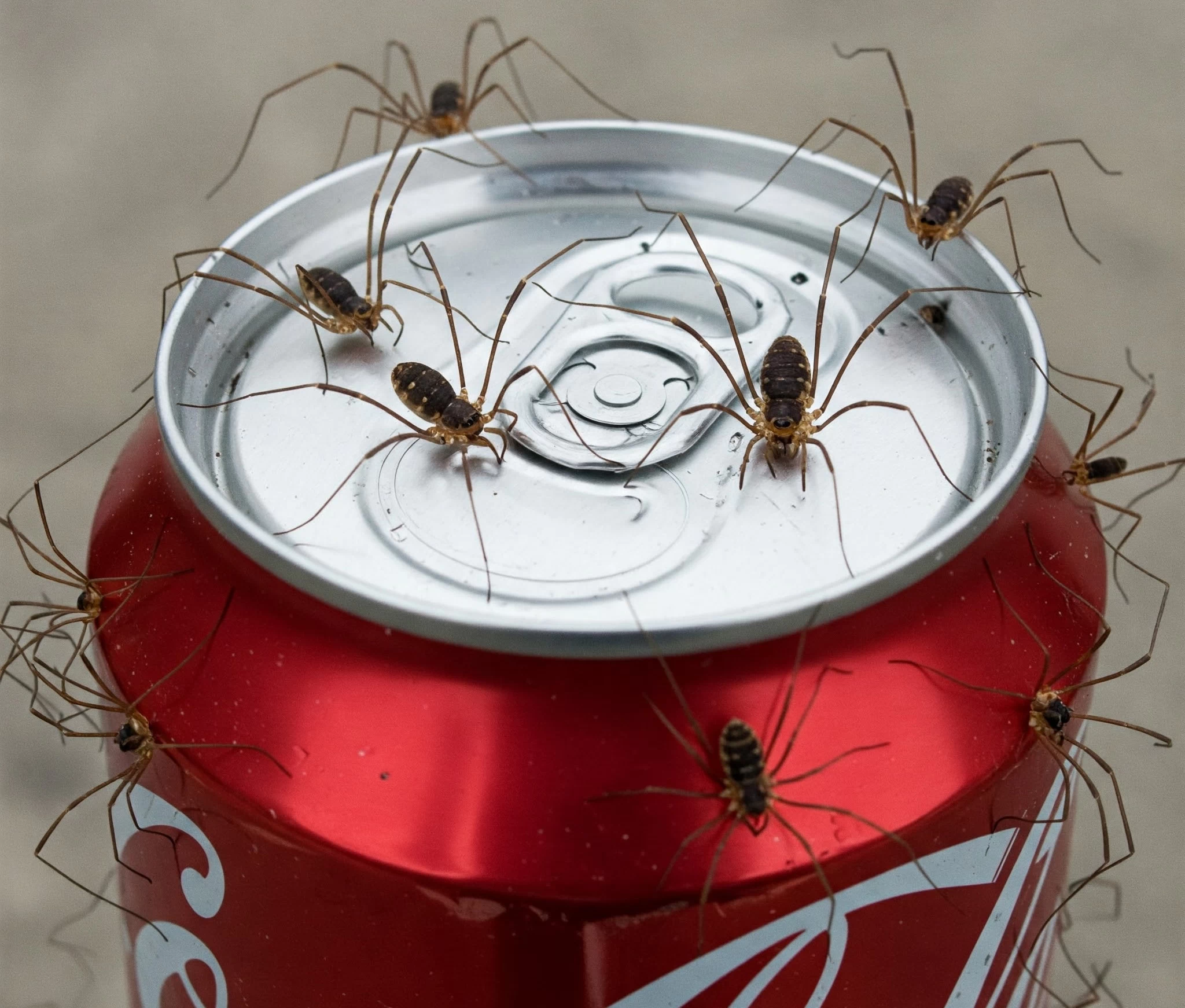 Daddy Long Legs AKA:Cellar Spider