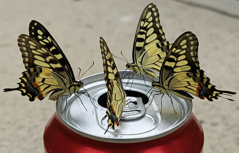 A scale image of Western Tiger Swallowtail butterflies on top of a small beverage can