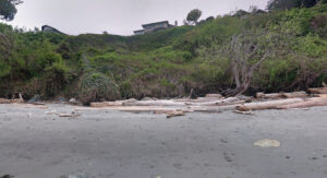 beach in Arbutus neighbourhood