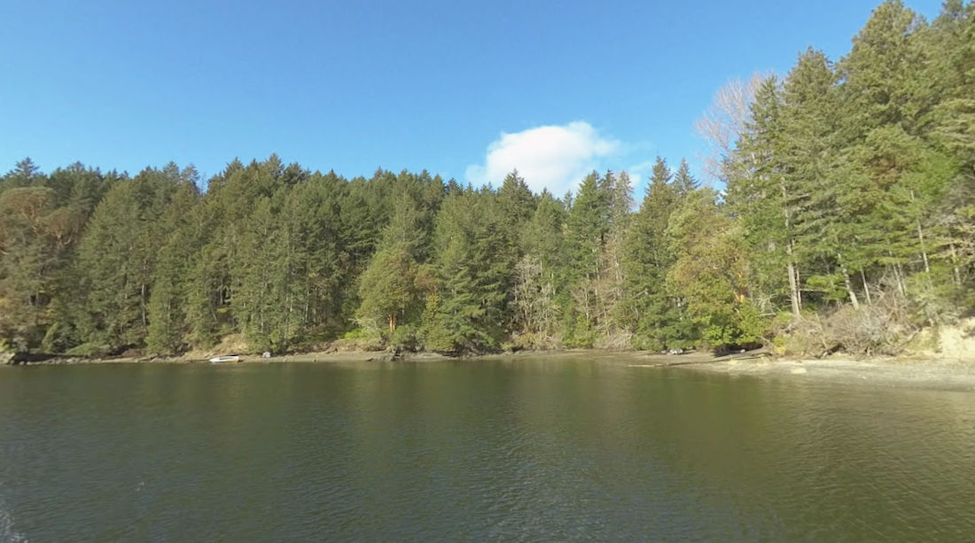 trees and water in Willis Point